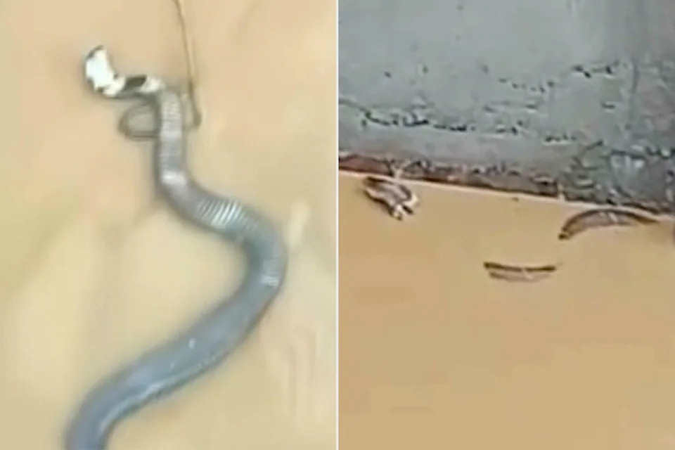 Haos posle poplava: Do 900 zmija, uključujući otrovne kobre, pobeglo iz farme u Guangxi