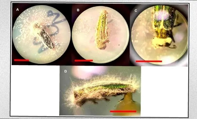 Autohtone Gljive Protiv Emerald Ash Borer: Novi Pristup Za Zaštitu Teško Dostupnih Močvara