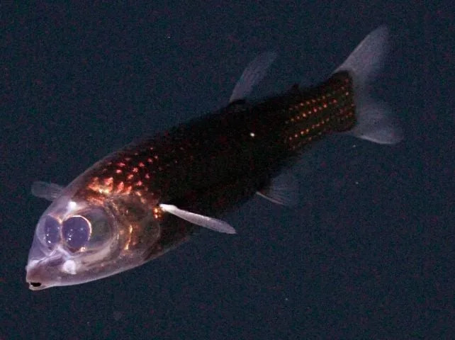 Prvi snimci barreleye ribe i dva nova hidrotermalna polja otkriveni duboko ispod Atlantika