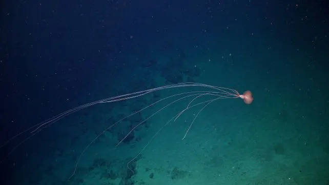 Prvi snimci barreleye ribe i dva nova hidrotermalna polja otkriveni duboko ispod Atlantika