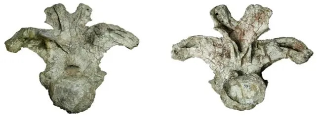 Otkriven Nov Gigant: Uragasaurus kalasinensis — Nova Vrsta Dugovratog Sauropoda Iz Tajlanda