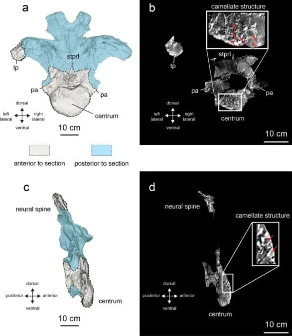 Otkriven Nov Gigant: Uragasaurus kalasinensis — Nova Vrsta Dugovratog Sauropoda Iz Tajlanda