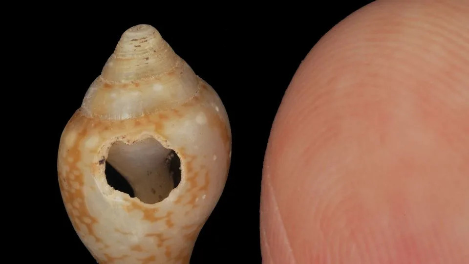 Pećina u Turskoj otkriva: Neandertalci i Homo sapiensi delili su kulturne prakse
