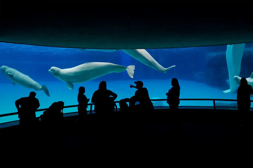 NOAA Odobrila Hitni Transfer: 28 Beluga Kreće U Akvarijume U SAD, 2 U Španiju (Uz Dozvole)