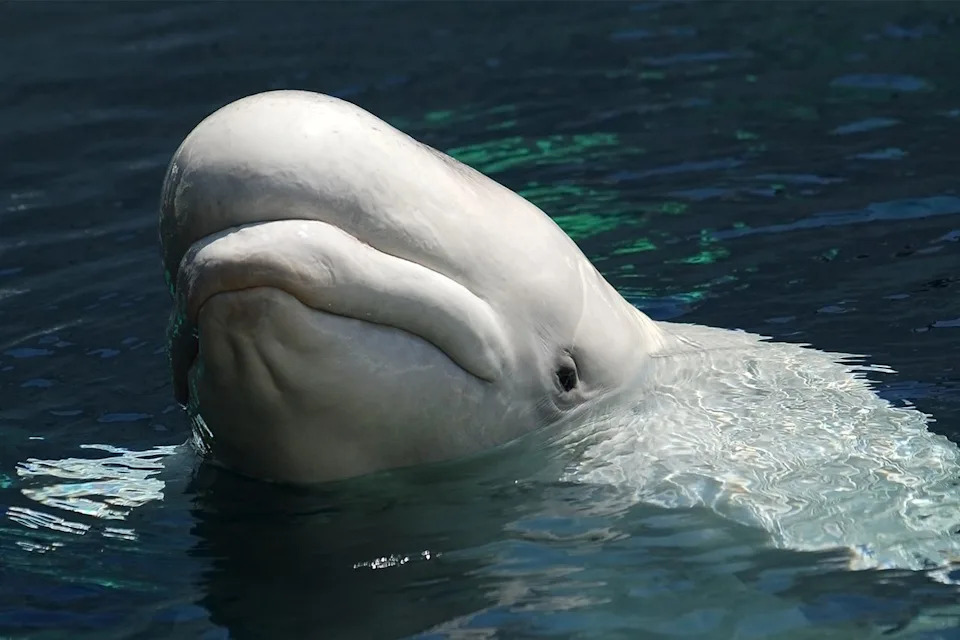 NOAA Odobrila Hitni Transfer: 28 Beluga Kreće U Akvarijume U SAD, 2 U Španiju (Uz Dozvole)