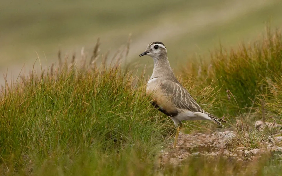 Dotterel Na Rubu Izumiranja U Britaniji: Klimatske Promene Ugrožavaju Planinska Staništa