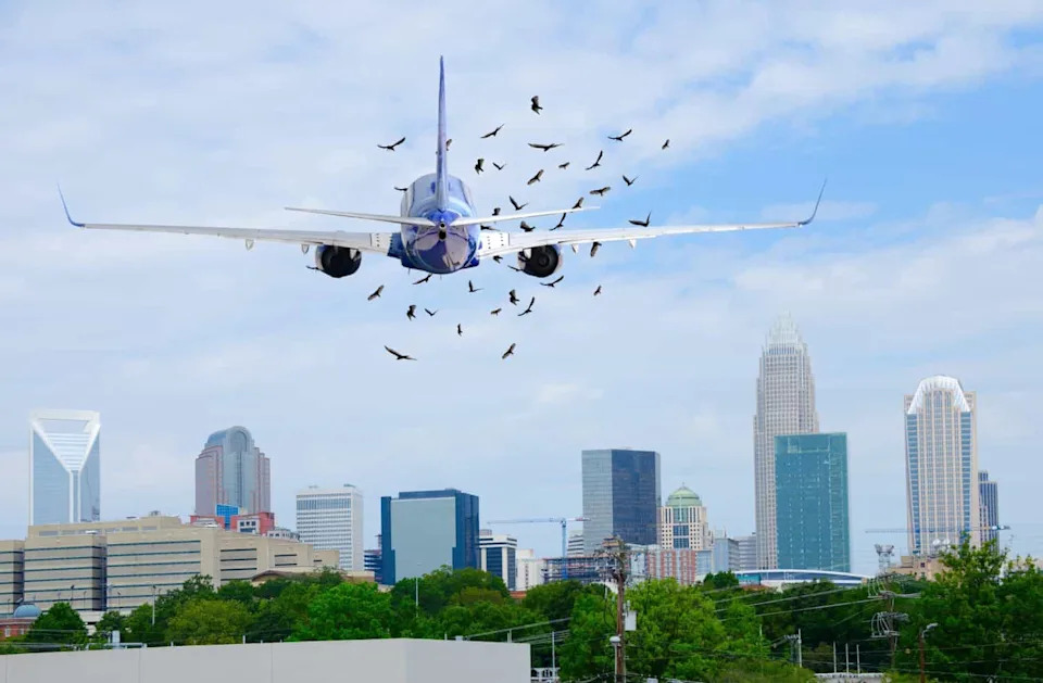 Više ptica = Više udara u avione? Nova meta‑analiza donosi dokaze i upozorenja