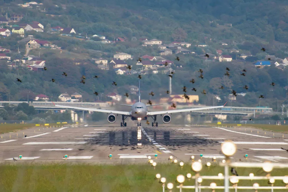 Više ptica = Više udara u avione? Nova meta‑analiza donosi dokaze i upozorenja