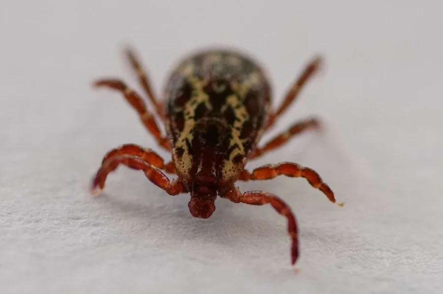Which Ticks Live in Your State — And the Diseases They Can Spread