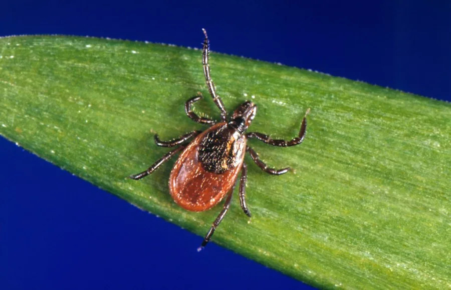 Which Ticks Live in Your State — And the Diseases They Can Spread
