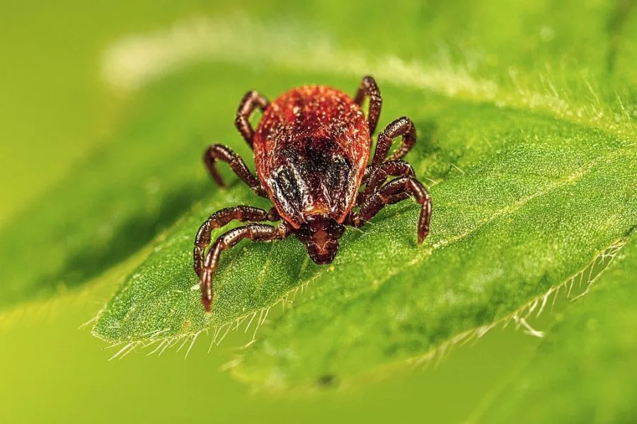 Which Ticks Live in Your State — And the Diseases They Can Spread