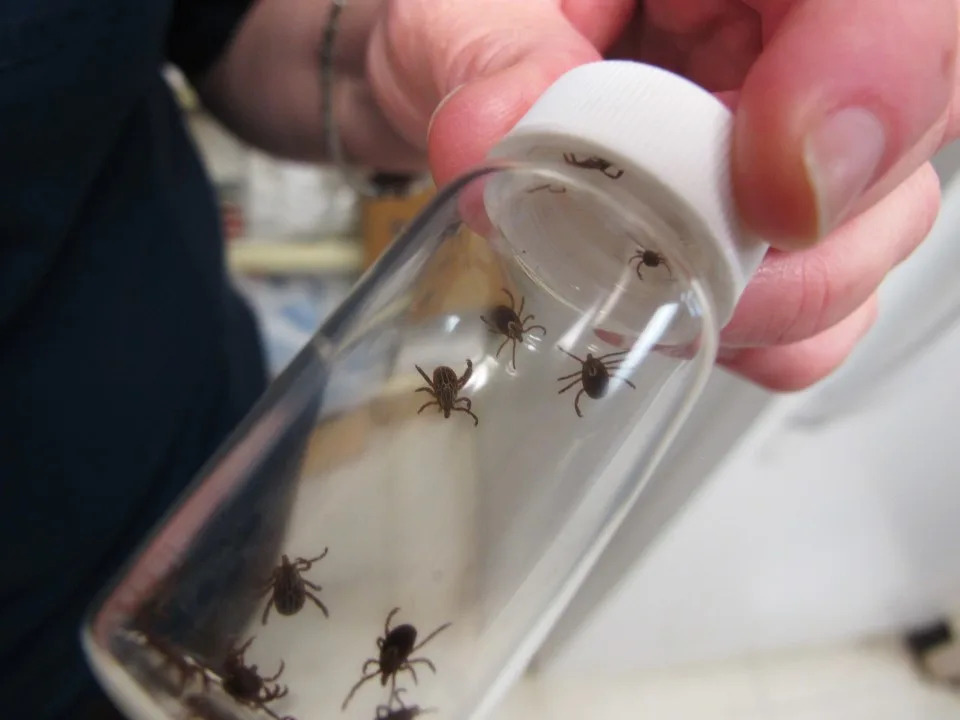 Which Ticks Live in Your State — And the Diseases They Can Spread