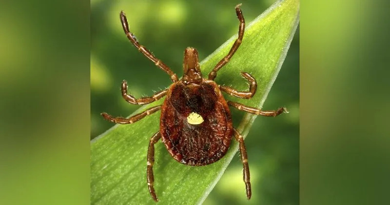 Which Ticks Live in Your State — And the Diseases They Can Spread