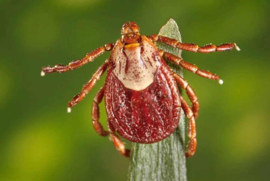 Which Ticks Live in Your State — And the Diseases They Can Spread