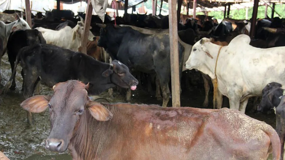 Muslimanska sudija u Indiji dobija pretnje nakon što je osudila 'gau rakshake' — 14 osuđeno na doživotni zatvor