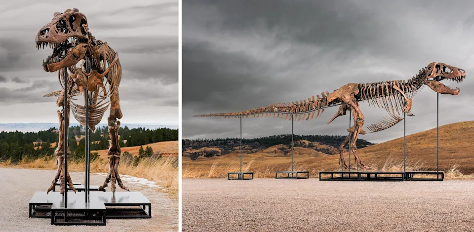 Gus, Skoro Kompletan T. rex, Na Sotheby's Aukciji — Procena 30 Mio $, A Nauka U Strahu