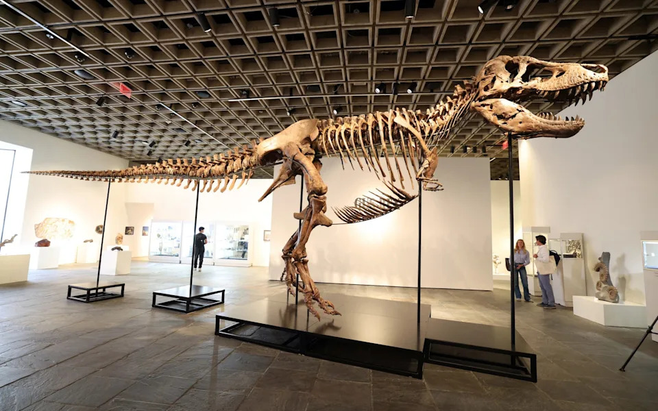Gus — T‑Rex Koji Deli Naučnike: Najskuplji Fosil Na Aukciji U Sotheby'su