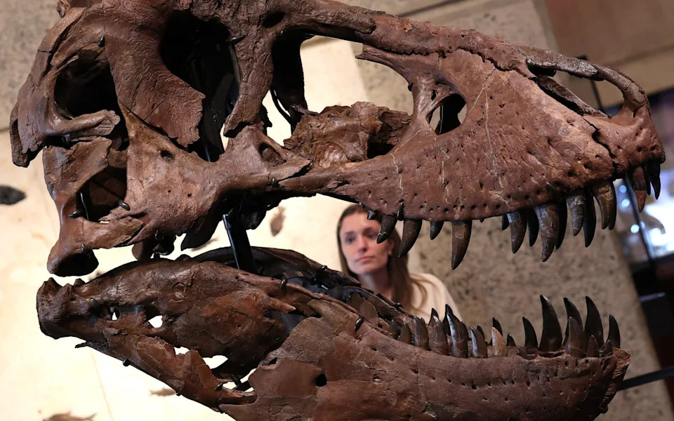 Gus — T‑Rex Koji Deli Naučnike: Najskuplji Fosil Na Aukciji U Sotheby'su