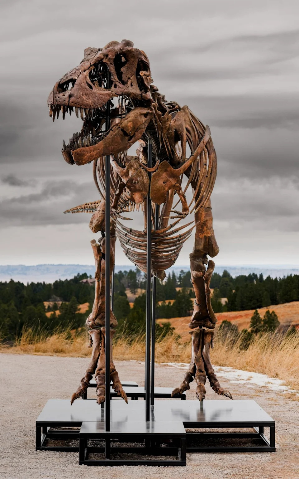 Gus — T‑Rex Koji Deli Naučnike: Najskuplji Fosil Na Aukciji U Sotheby'su