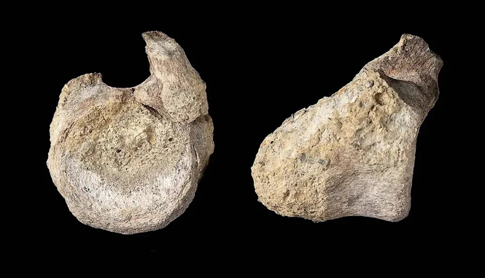 Gus Na Aukciji I Antarktički Titanosaur: Šta Nam Kosti Dinosaura Kažu O Klimi