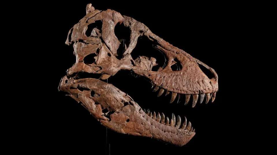 Pronađen T. rex „Gus“ iz Hell Creek‑a — jedan od najvećih, sada ide na aukciju i izaziva polemiku