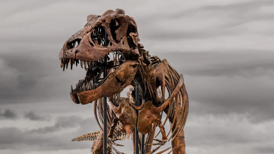 Pronađen T. rex „Gus“ iz Hell Creek‑a — jedan od najvećih, sada ide na aukciju i izaziva polemiku