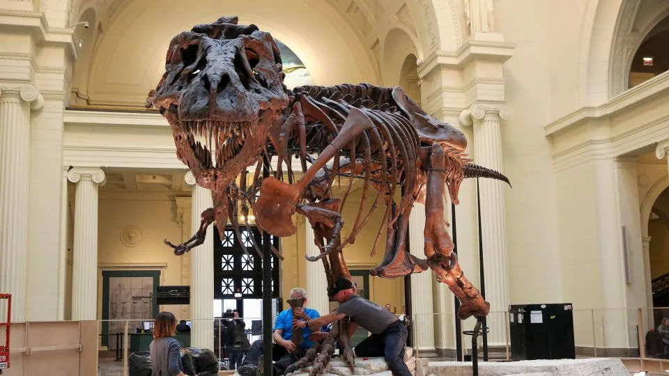 Pronađen T. rex „Gus“ iz Hell Creek‑a — jedan od najvećih, sada ide na aukciju i izaziva polemiku
