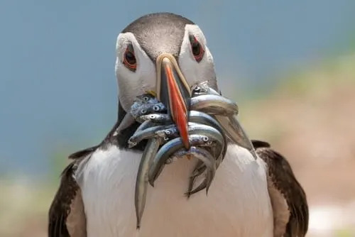Orke Se Vraćaju Kod Farne Islands — Tajanstveni Porast Posmatranja Uz Obalu Nortamberlanda