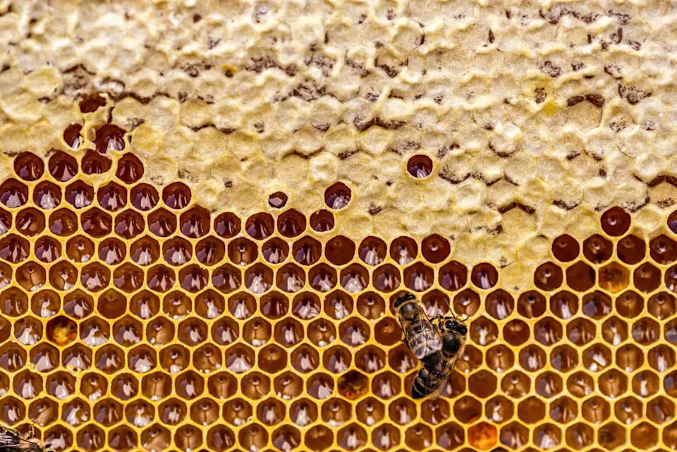 Kraljice pčela prenose pesticide u jaja kako bi preživele, pokazuje studija UC Davis