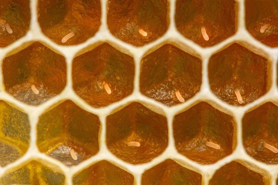 Kraljice pčela prenose pesticide u jaja kako bi preživele, pokazuje studija UC Davis