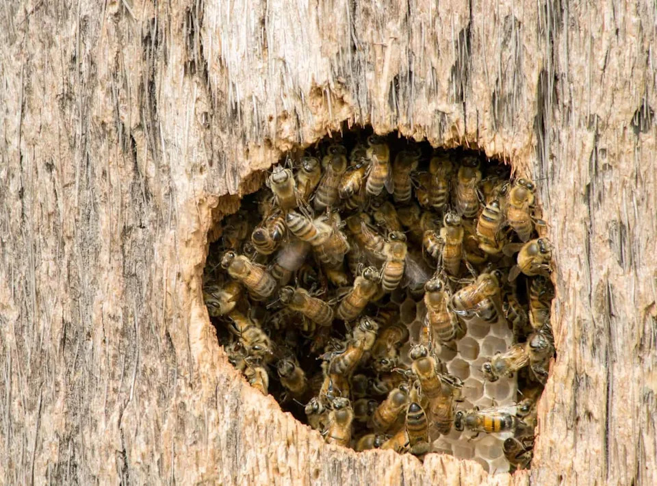 Kraljice pčela prenose pesticide u jaja kako bi preživele, pokazuje studija UC Davis
