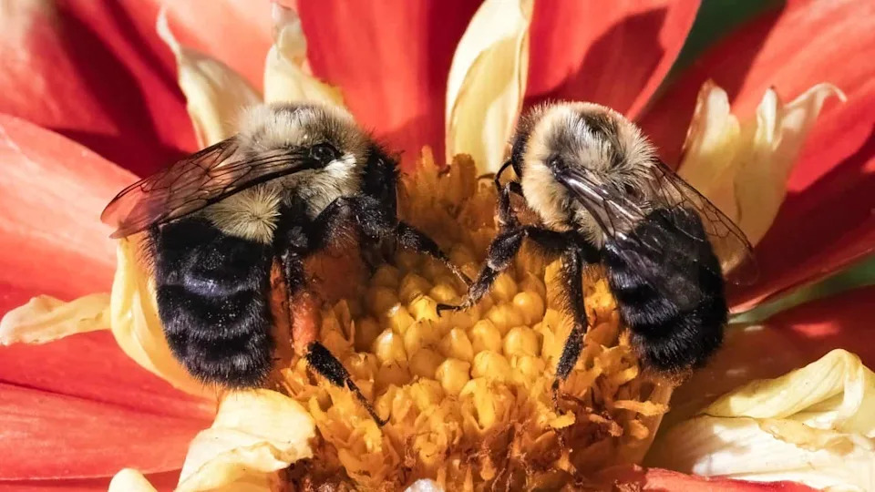 Kraljice pčela prenose pesticide u jaja kako bi preživele, pokazuje studija UC Davis