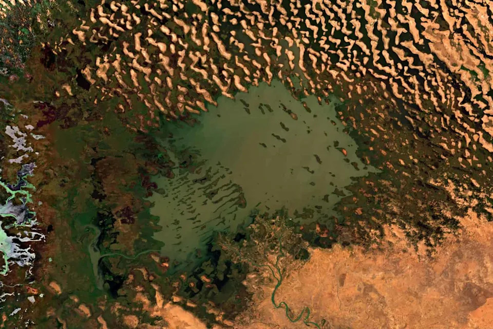 Sukobi i sušenje: Kako je Jezero Čad postalo neočekivano utočište za ptice