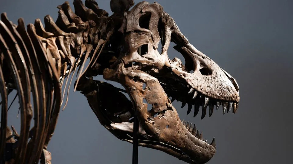 Rekordna Aukcija: T. rex „Gus“ Prodat Za 50.130.000 Dolara