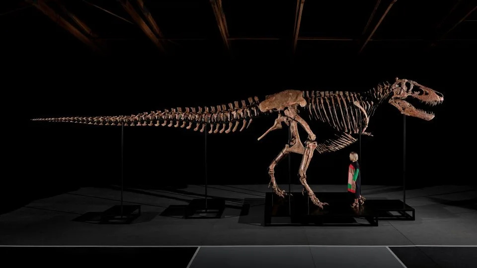 Rekordna Aukcija: T. rex „Gus“ Prodat Za 50.130.000 Dolara