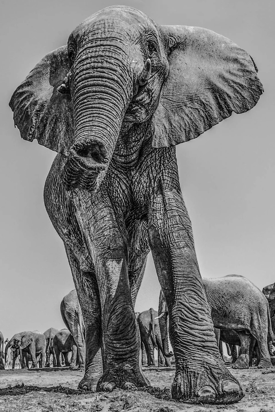Kako Slonovi Osećaju Poruke Preko Tla: Veliko Uho, Koštana Provodljivost i Infrasonik