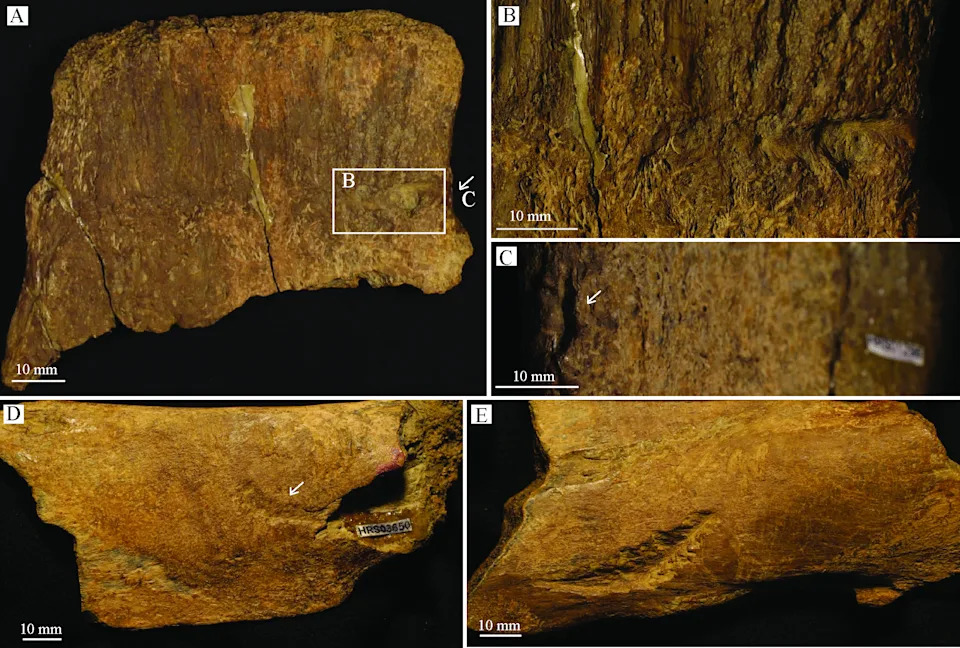 T. rex Ugrizao 