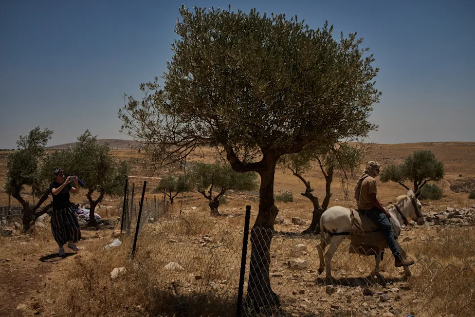 Pod barjacima: Kako naselja menjaju život palestinskih pastira u Masafer Jati i Jordanskoj dolini