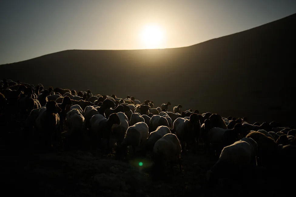 Pod barjacima: Kako naselja menjaju život palestinskih pastira u Masafer Jati i Jordanskoj dolini