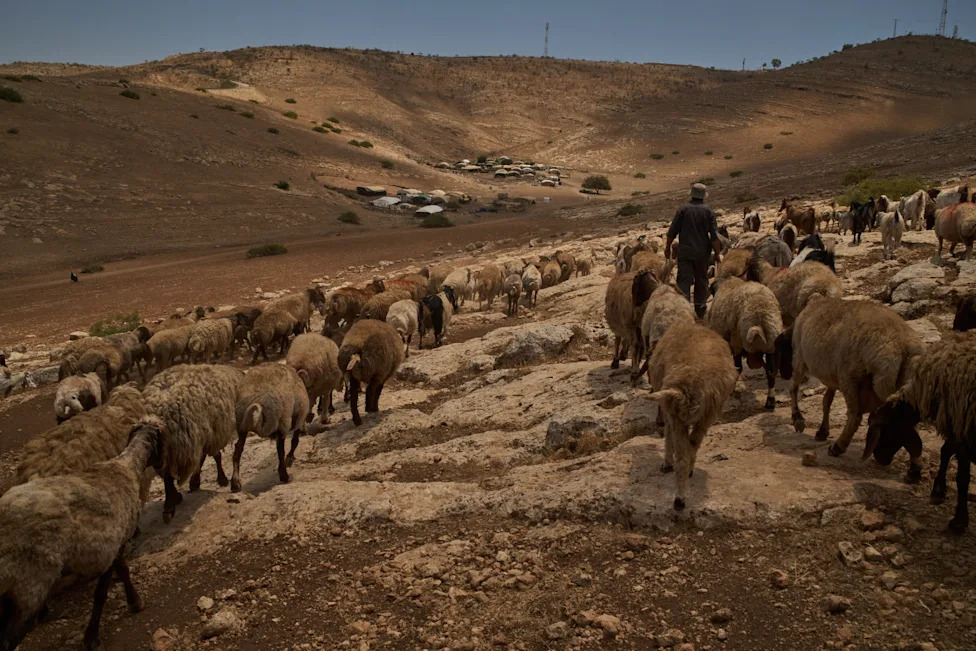 Pod barjacima: Kako naselja menjaju život palestinskih pastira u Masafer Jati i Jordanskoj dolini