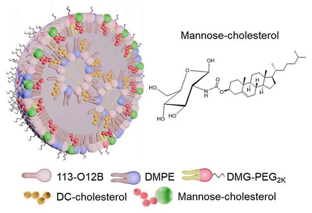 Nanopartikuli Obloženi Manozom Značajno Smanjuju Glioblastom Kod Miševa