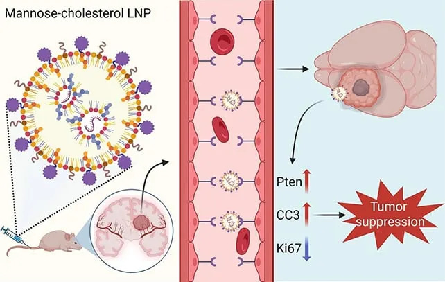 Nanopartikuli Obloženi Manozom Značajno Smanjuju Glioblastom Kod Miševa