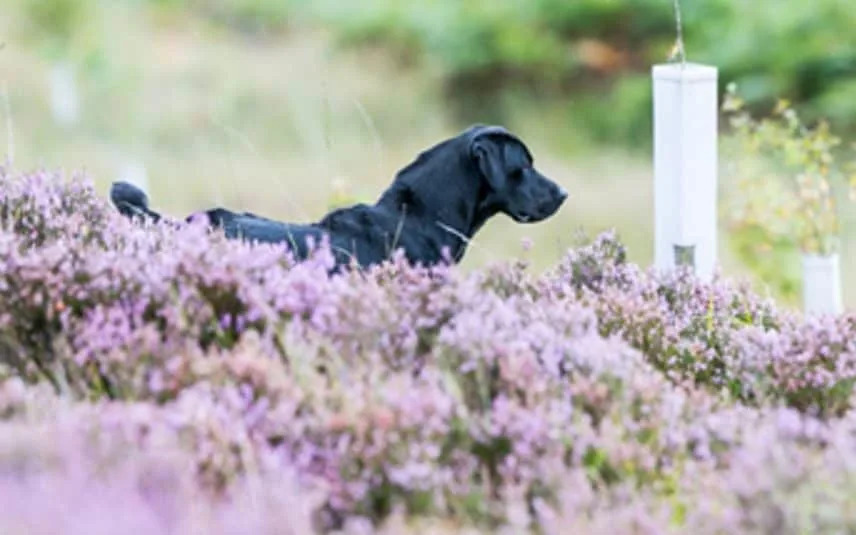 Emblehope Prodat: 7.550 Akara Bivšeg Imanja Royal Kennel Cluba Biće Vraćeno Prirodi