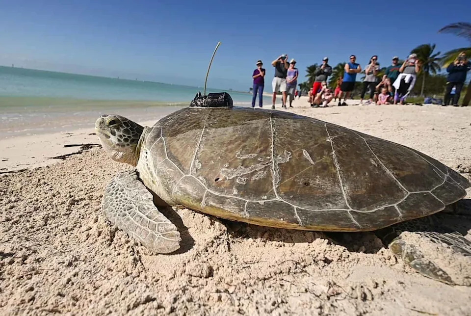 Mlade kornjače protiv predatora, vrućine i rezova budžeta — kako Sea Turtle Conservancy bori za opstanak