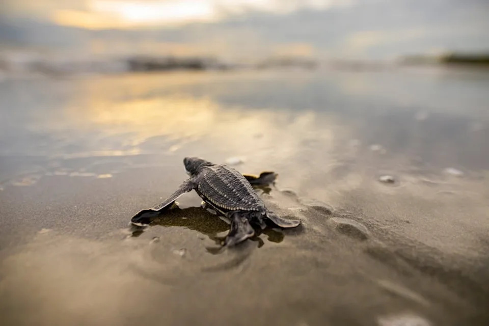 Mlade kornjače protiv predatora, vrućine i rezova budžeta — kako Sea Turtle Conservancy bori za opstanak