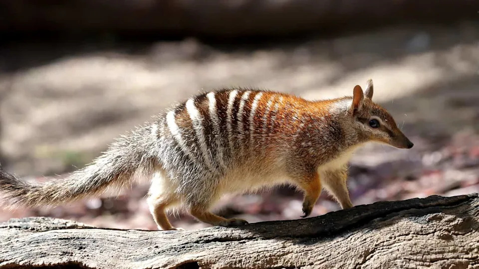 Dubinsko rudarstvo briše vrste koje još nismo upoznali — IUCN upozorava