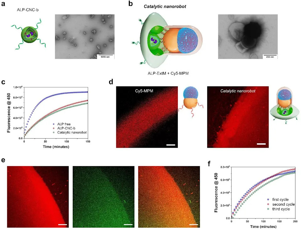 Novi Modularni Nanoroboti Iz Bazela: Precizno Ciljanje Ćelija Raka I Višekratna Upotreba