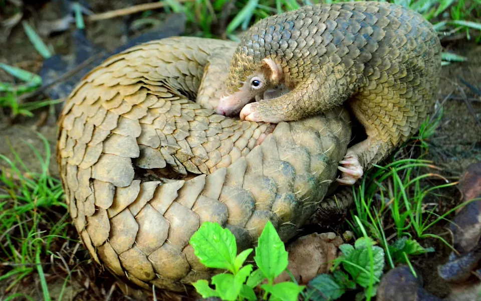 23 Milijarde Dolara: Kako Tehnološki Giganti I Project Pangolin Ratuju Protiv Trgovine Divljim Životinjama