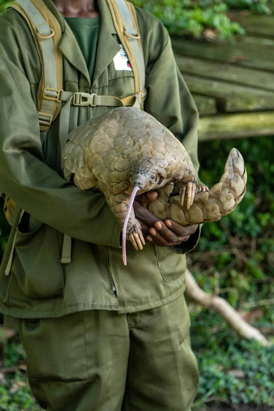 23 Milijarde Dolara: Kako Tehnološki Giganti I Project Pangolin Ratuju Protiv Trgovine Divljim Životinjama