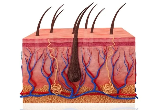 Scientists Explain Why Some Hair Is Curly — The Answer Lies Beneath the Skin